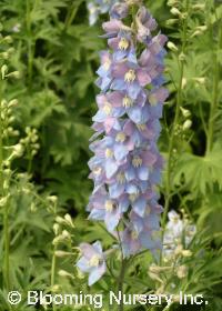 Delphinium 'Pacific Giants Guinevere'